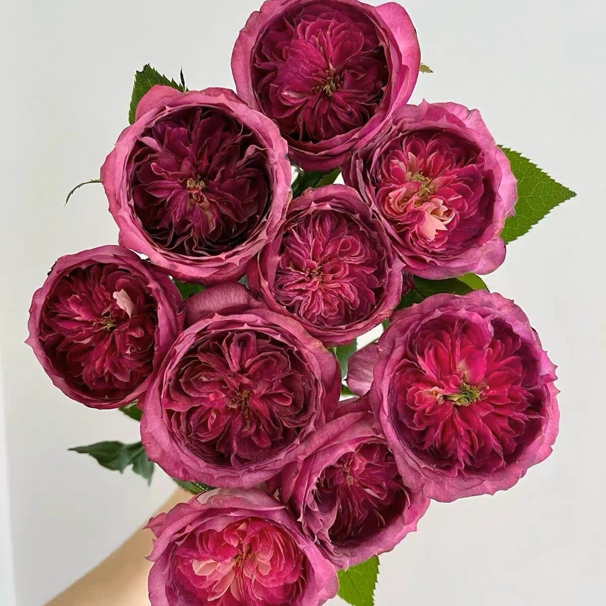 Thierry Marx Rose - Kate Roses