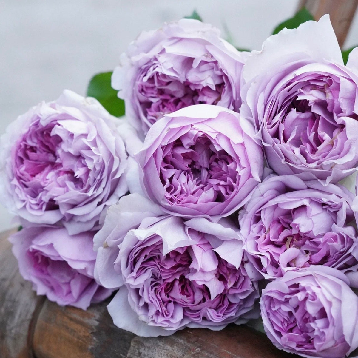 Lilas Rose – Strong Fragrance - Lavender Shrub Rose | Kate Roses