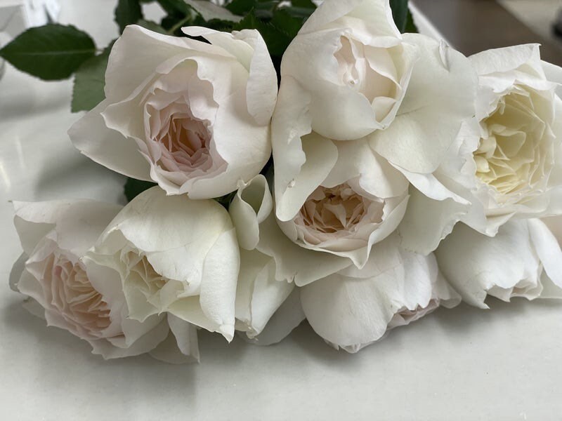 Shizuku Rose – Kate Roses
