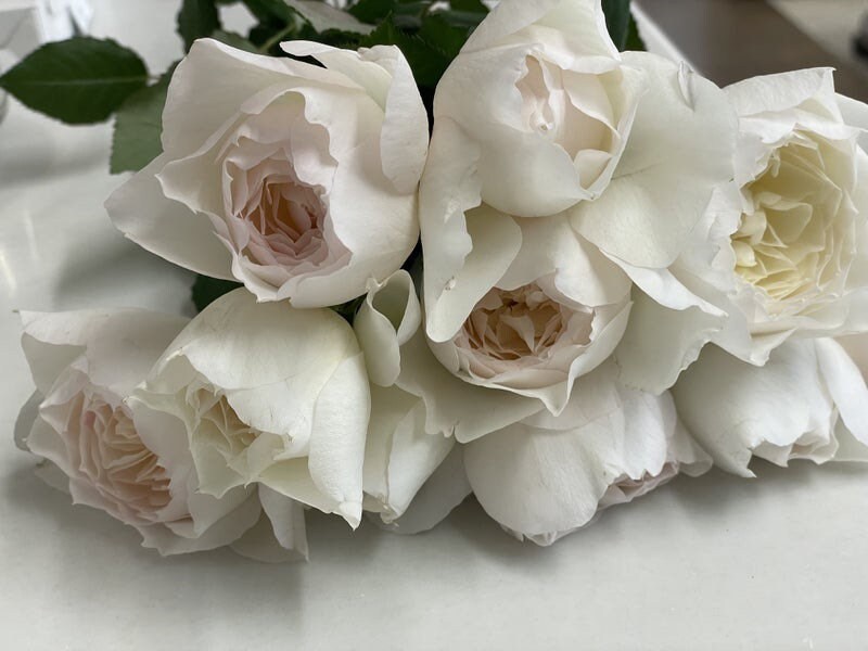Shizuku Rose - Kate Roses