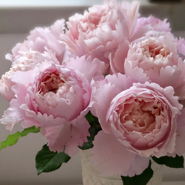 Kate Roses