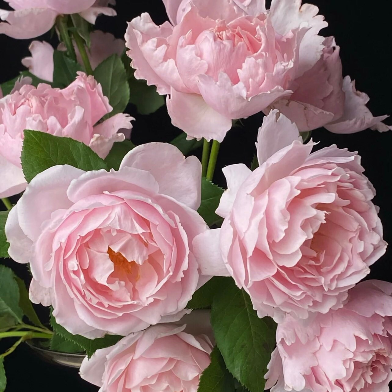 Sophie Rochas Rose - Kate Roses