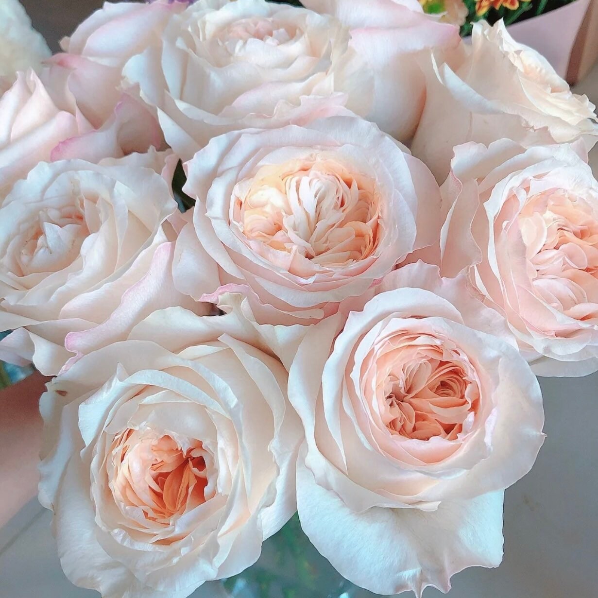 Victorian Peach Rose Kate Roses