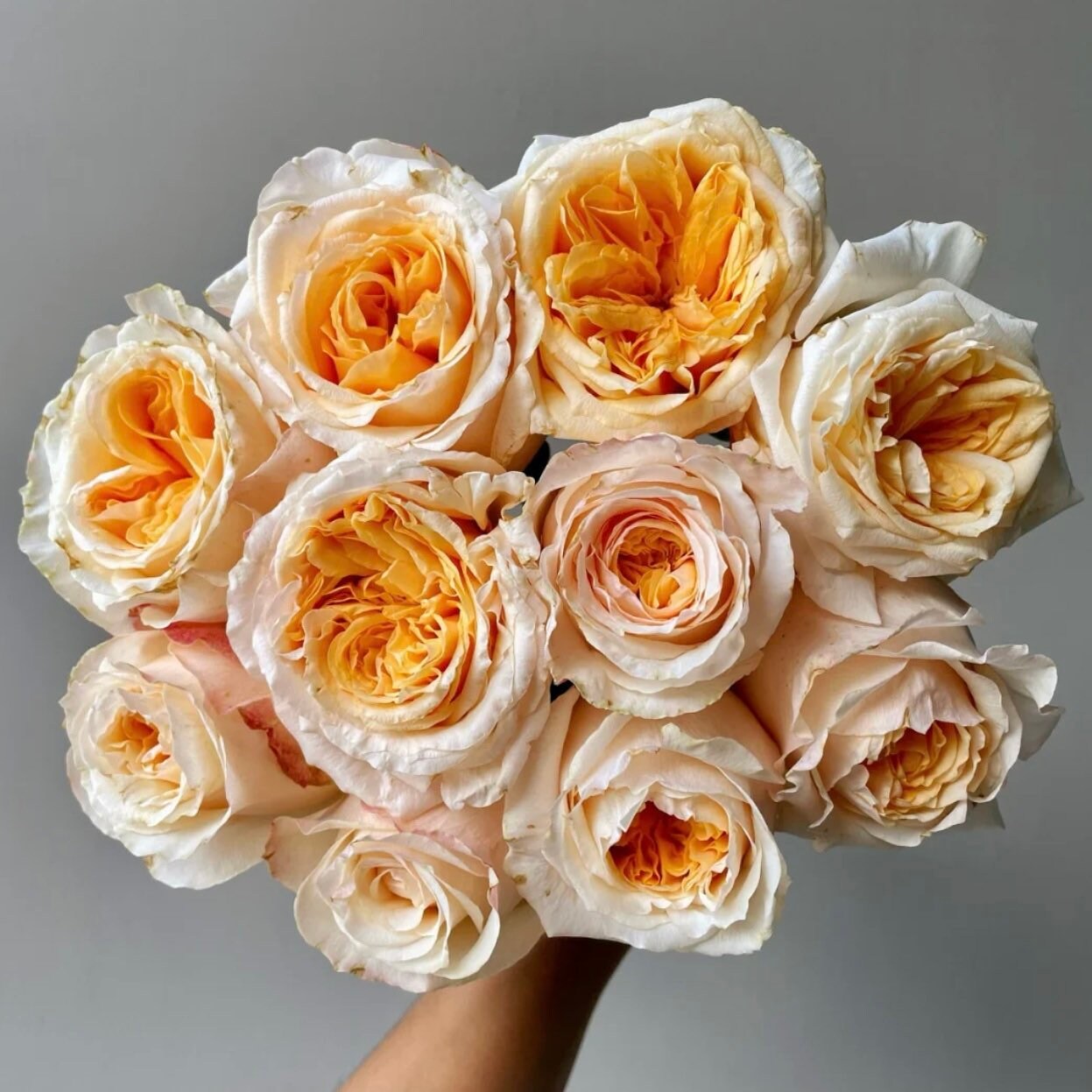 Victorian Peach Rose