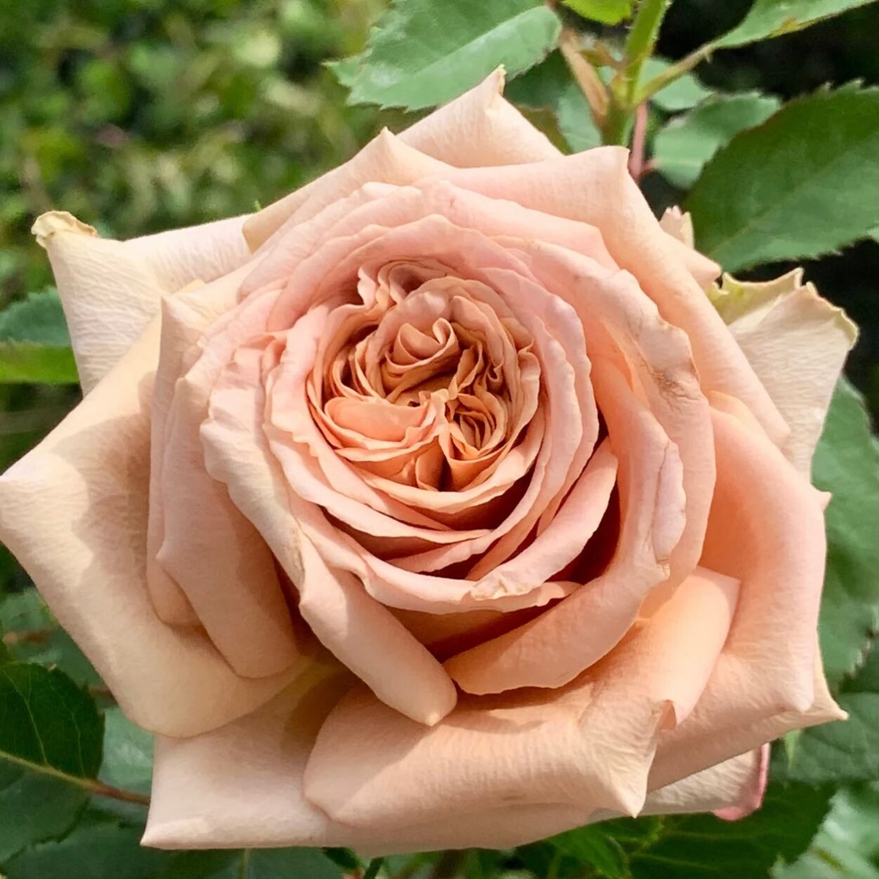 Brown Toffee Rose - Kate Roses