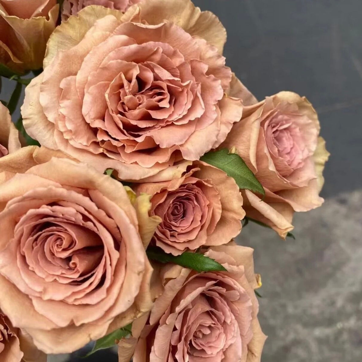 Open Toffee Roses Brown Toffee Rose | Kate Roses