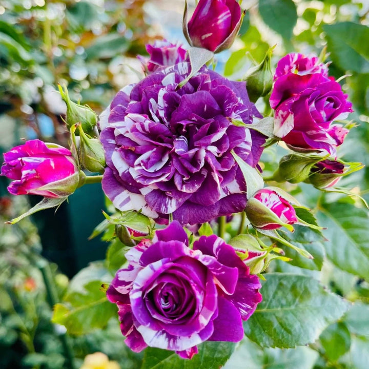 Fragrant Roses – Kate Roses