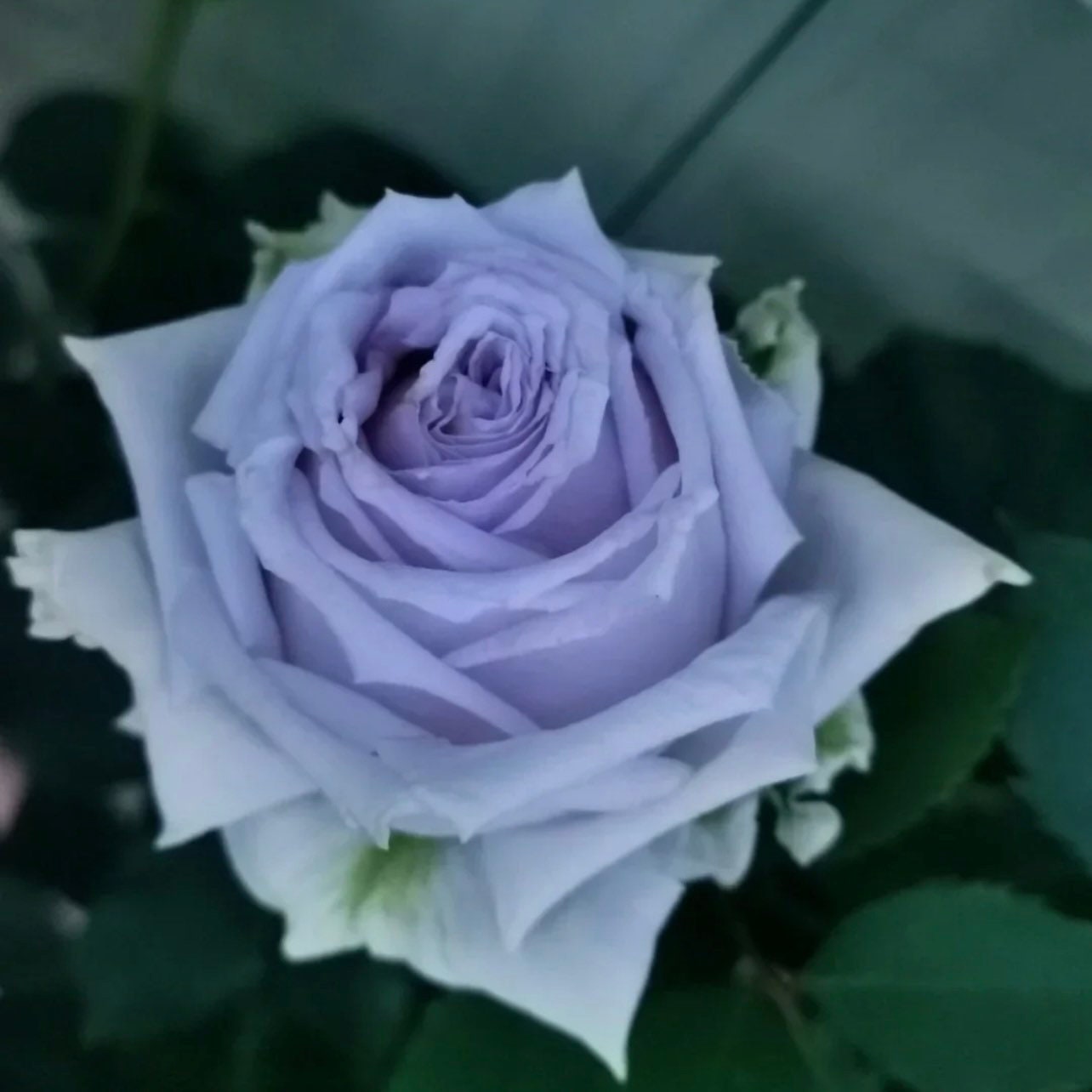 Grawn Blue Rose - Kate Roses