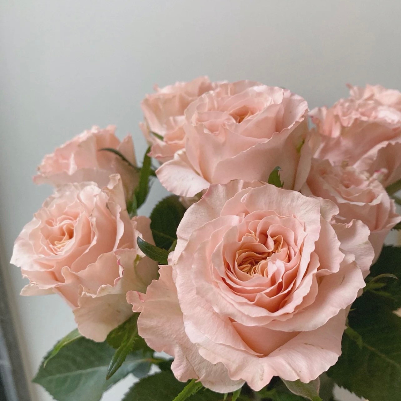 Shimer Rosa Shimmer Rose | Kate Roses