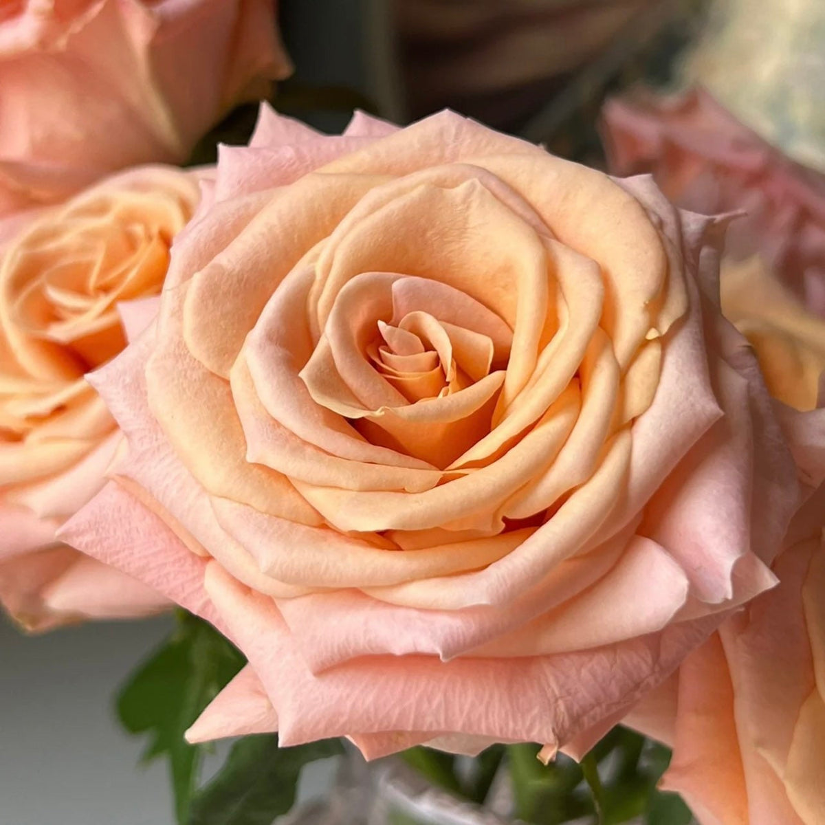 Shimer Rosa Shimmer Rose | Kate Roses
