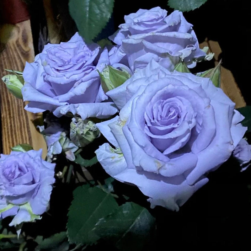 Japan Blue Roses Grawn Blue Rose - Rare True Blue Rose - Japanese Rose | Kate Roses