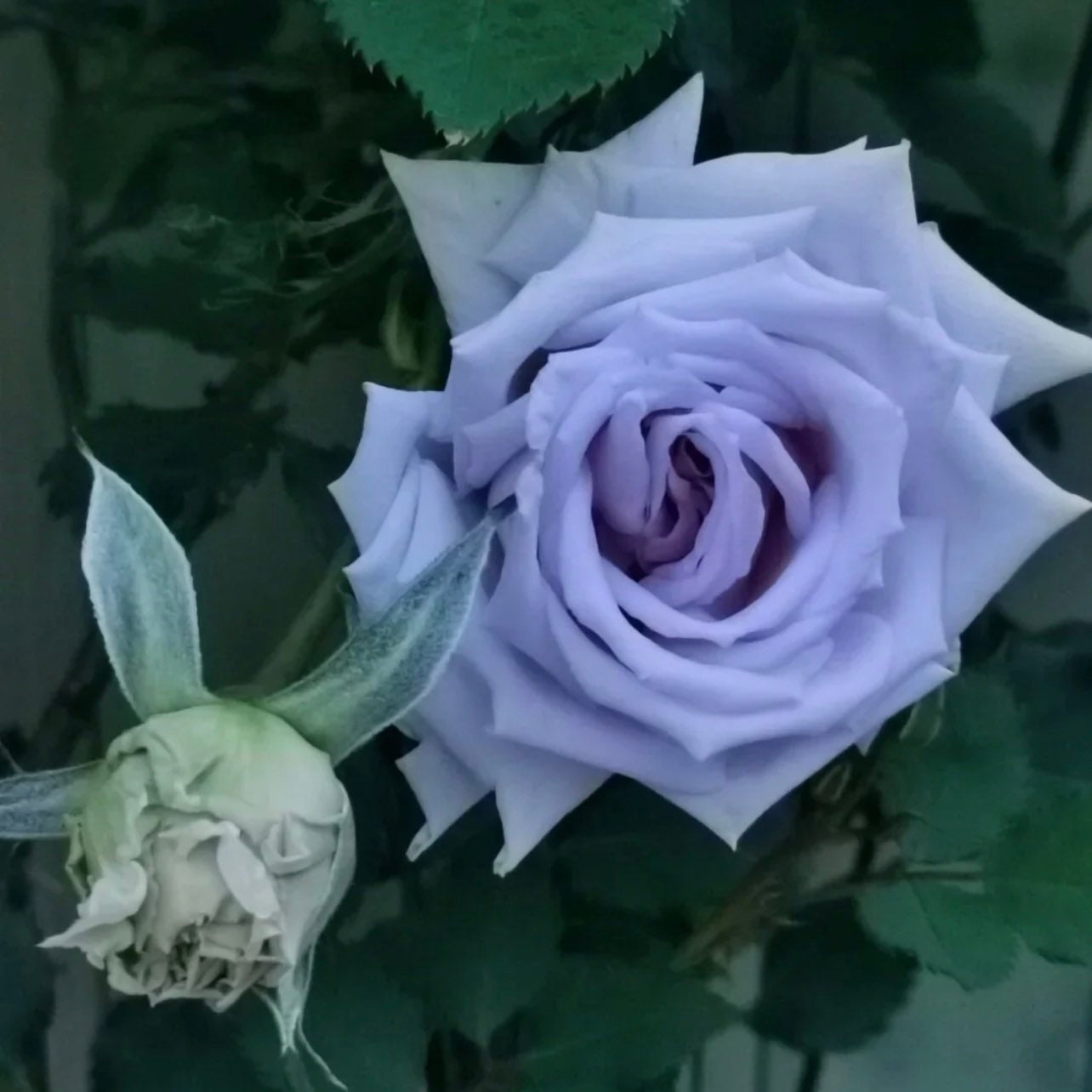 Grawn Blue Rose - Kate Roses